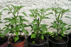 Chili Sarit Gat Pflanzen