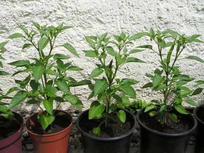 Chili Sarit Gat Pflanzen