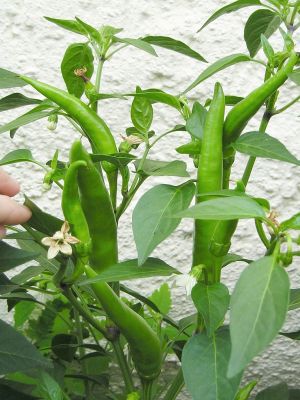Chili Sarit Gat Schoten
