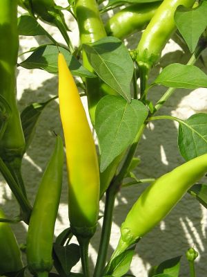 Chili Sarit Gat Schoten