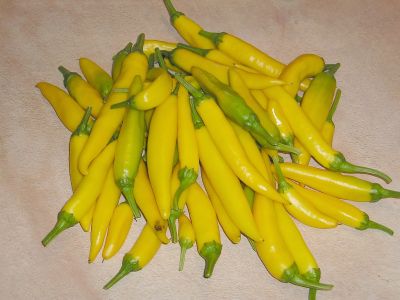 Chili Sarit Gat reife Schoten
