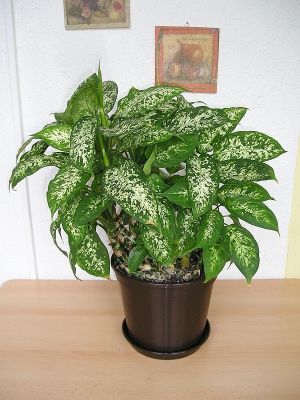 Dieffenbachie (Dieffenbachia compacta)