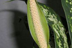 Dieffenbachie (Dieffenbachia) Blüte