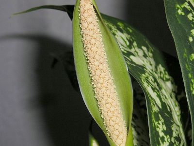 Dieffenbachie (Dieffenbachia) Blüte