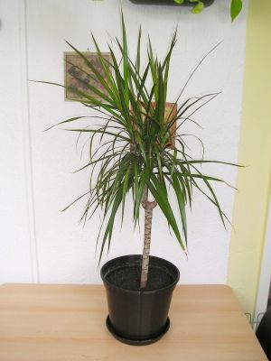 Drachenbaum (Dracaena maginata) Bicolor