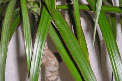 Drachenbaum (Dracaena maginata) Bicolor