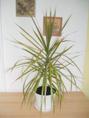 Drachenbaum (Dracaena maginata) Tricolor
