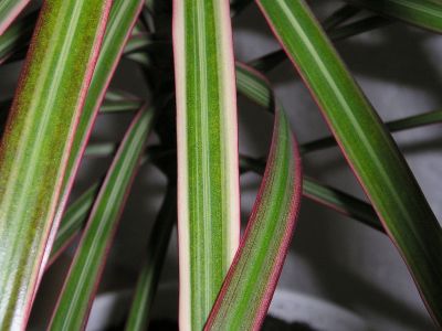 Drachenbaum (Dracaena maginata) Blätter Tricolor