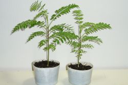 Palisanderbaum (Jacaranda mimosifolia)