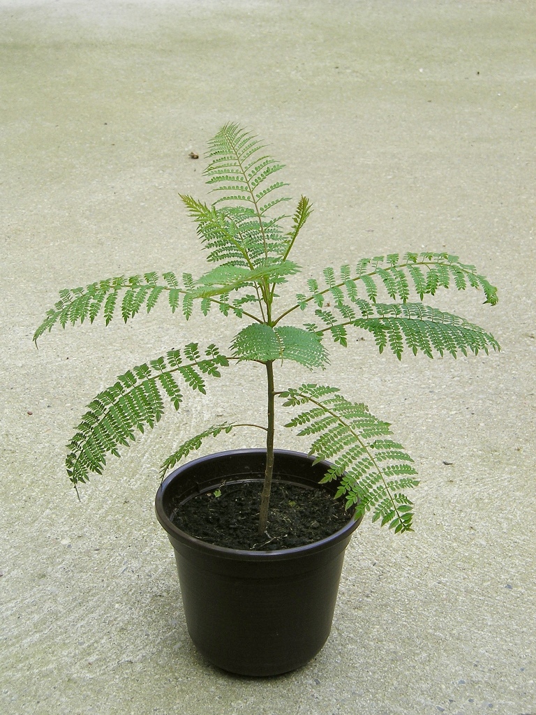 Palisanderbaum (Jacaranda mimosifolia) Mit Samen