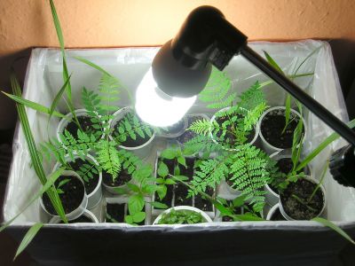 Pflanzenlampe für Keimlinge