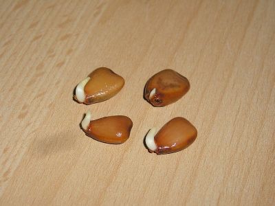 Pfauenstrauch (Caesalpinia pulcherrima) Keimlinge