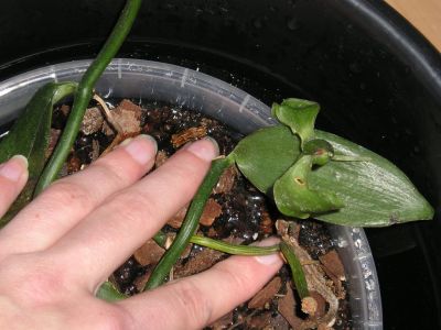 Orchideen tauchen Teil 3