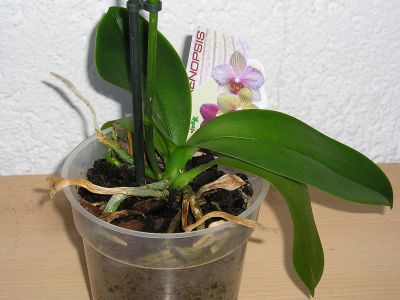 Nasse Erde bei Phalaenopsis