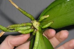 Schnittstelle Phalaenopsis