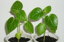 Baumtomate,Tamarillo Keimlinge
