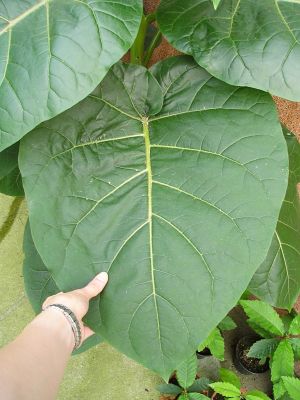 Tamarillo, Baumtomate (Cyphomandra betacea) Blatt