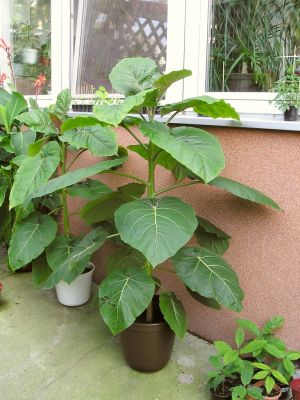 Tamarillo, Baumtomate (Cyphomandra betacea)