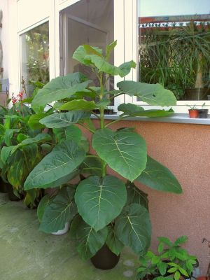 Tamarillo, Baumtomate (Cyphomandra betacea)