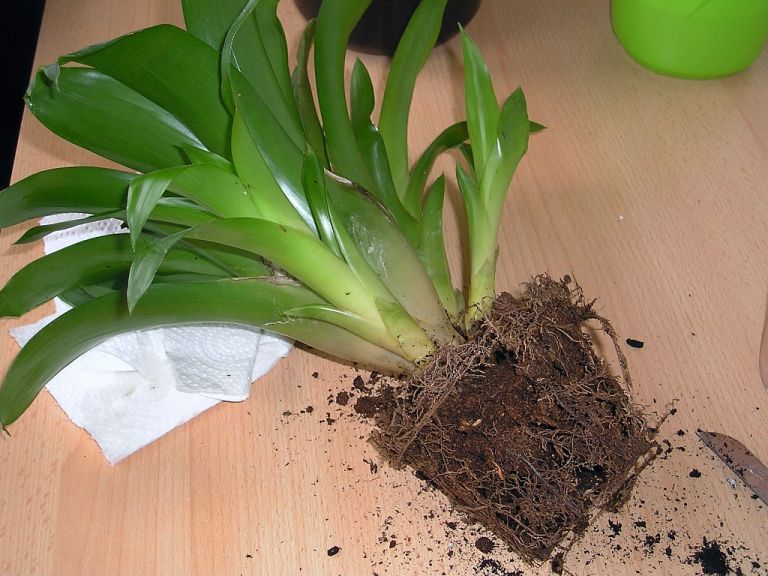 Bromelie (Vriesea) Kindel Vermehrung durch Ableger » Majas Pflanzenblog