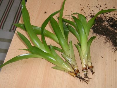 Bromelie (Vriesea) Kindel Ableger