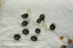 Petticoatpalme (Washingtonia filifera) Keimlinge