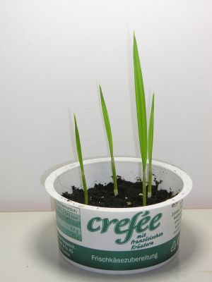 Petticoatpalme (Washingtonia filifera) Keimlinge