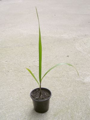 Petticoatpalme (Washingtonia filifera) Keimling