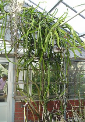 Hylocereus ocamponis