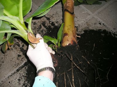Banane Ableger abtrennen