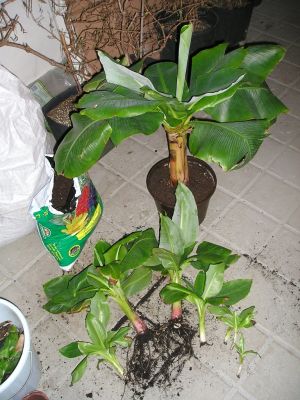 Bananen-Mutterpflanze mit Ableger