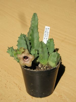 Huernia striata
