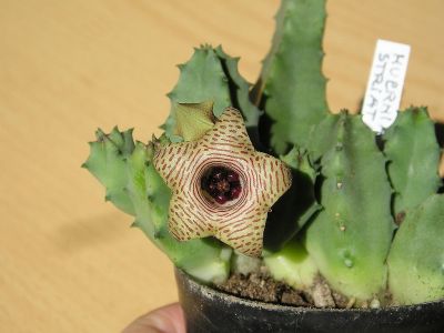 Huernia striata