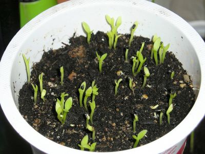Pitahaya (Hylocereus undatus) Keimlinge