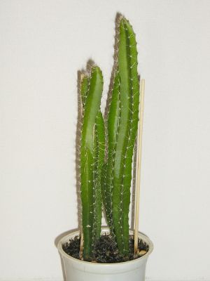 Pitahaya (Hylocereus undatus) Keimlinge