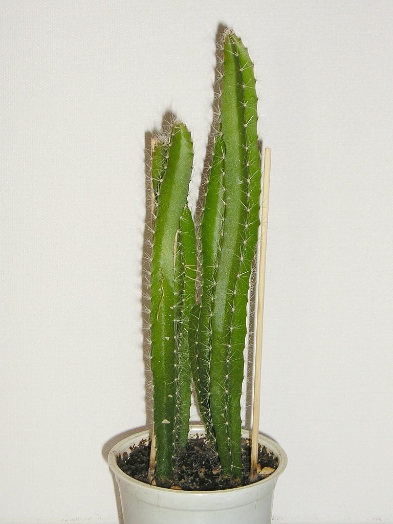 Pitahaya (Hylocereus undatus) Mit Samen vermehren » Majas