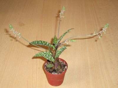 Ledebouria socialis