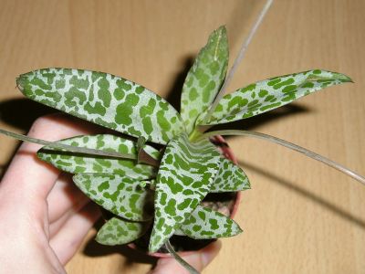 Ledebouria socialis