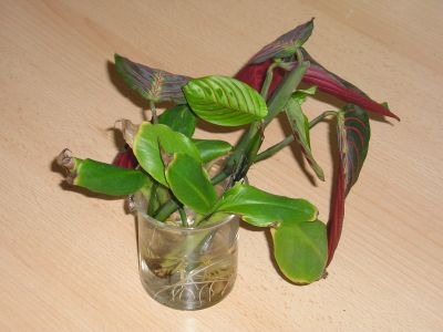 Marante (Maranta leuconeura Fascinator) Stecklinge