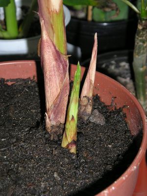 Cyperus papyrus Rhizom