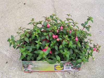 Fuchsien (Fuchsia) für Balkonkübel