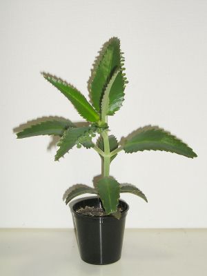 Brutblatt (Kalanchoe daigremontiana)