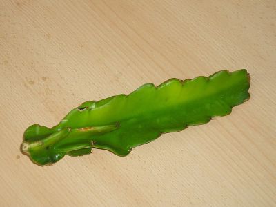 Pitahaya (Hylocereus undatus)