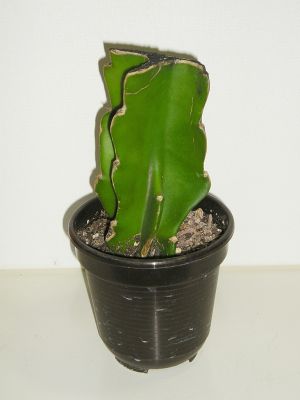 Pitahaya (Hylocereus undatus)