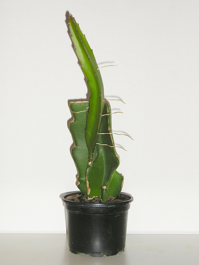 Pitahaya (Hylocereus undatus): Stecklinge vermehren » Majas Pflanzenblog