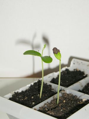 Robinie (Robinia pseudoacacia)