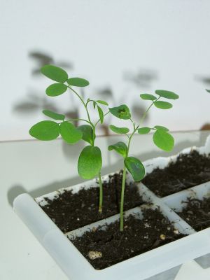 Robinie (Robinia pseudoacacia)