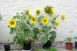 Zwerg-Sonnenblumen
