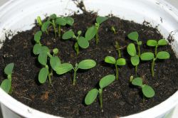 Aristolochia elegans Keimlinge