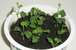 Aristolochia fimbriata Keimlinge